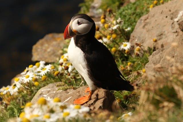 A Puffin